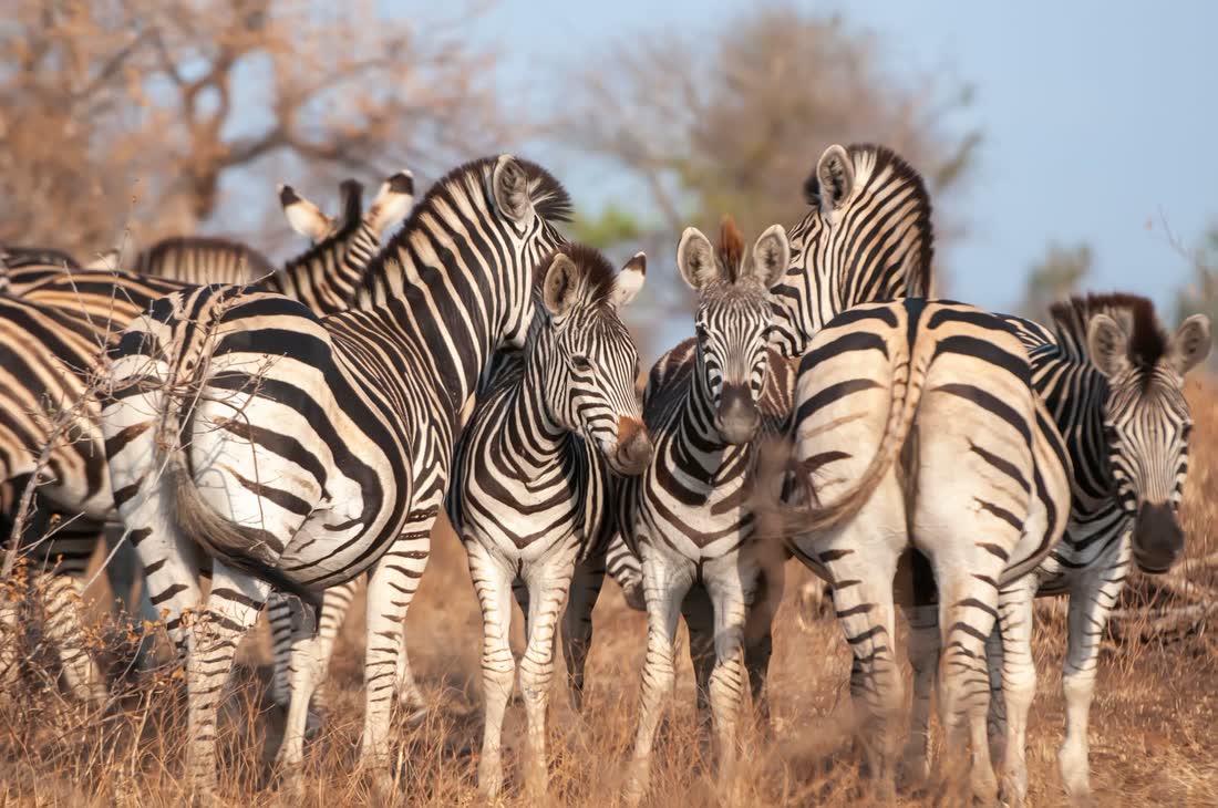 Zebras on the plains